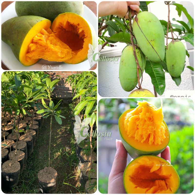 Bibit Tanaman Buah Mangga Jenis Alpukat/Mangga Alpukat Tabulampot Okulasi