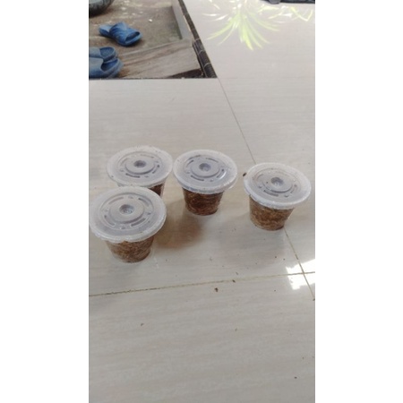 magot Hidup siap panen