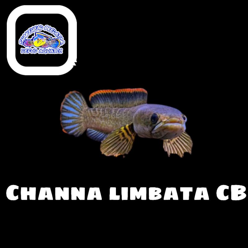 For sale Limbata CB chana/channa