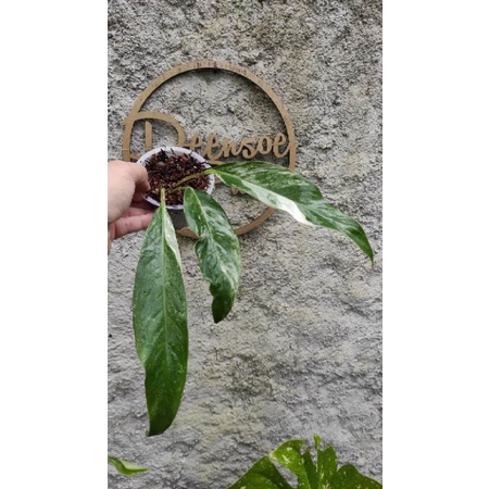 rhaphidophora megasperma variegata pucuk