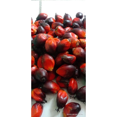

buah sawit segar 500 gram