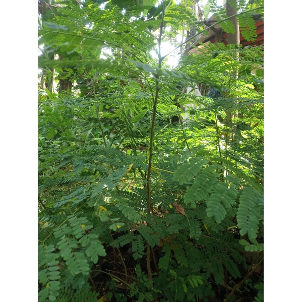 Bibit pohon flamboyan tanaman hias bunga flamboyan Bibit tanaman pohon pelindung pohon flamboyan mur