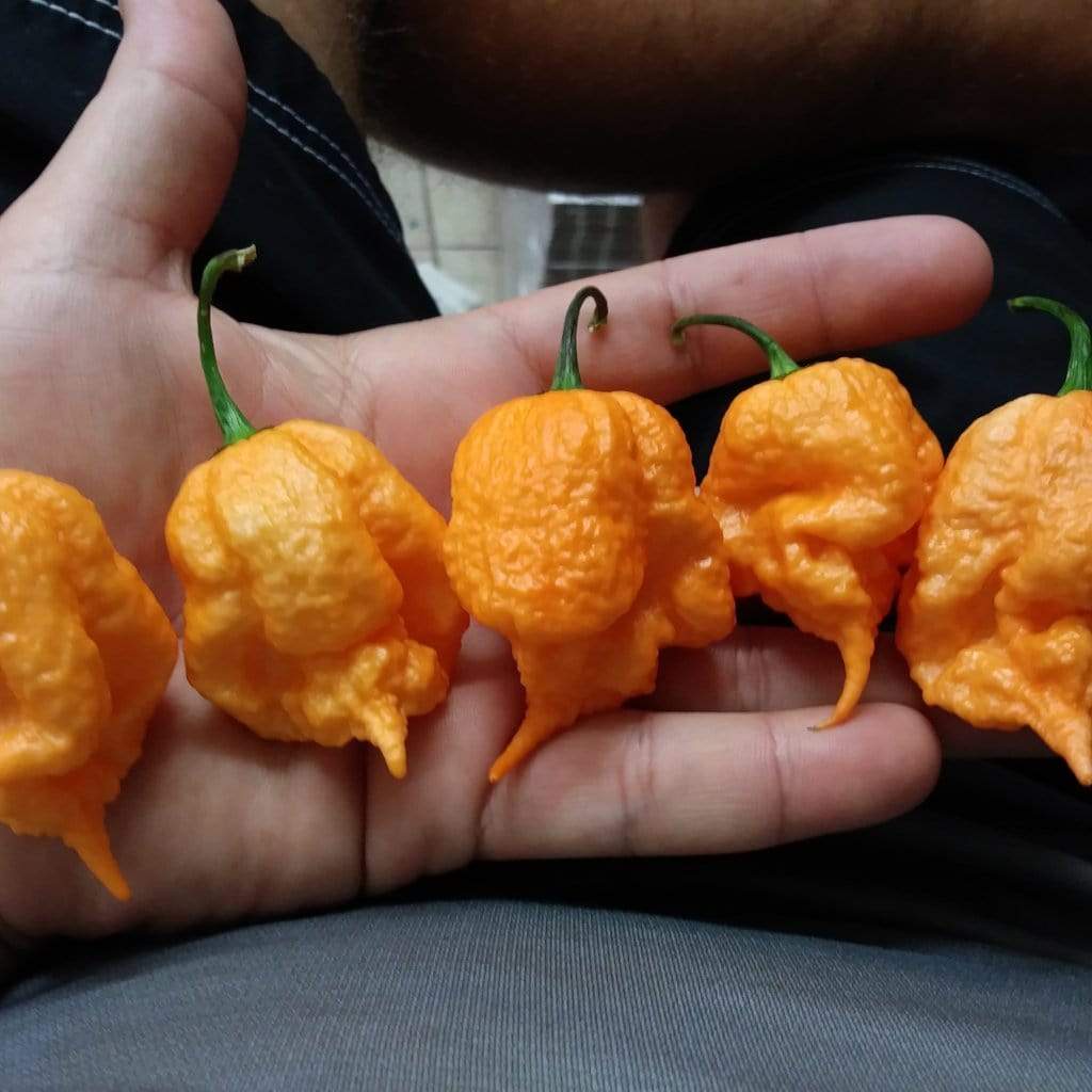 Benih Seribuan - 2 Bibit Cabe Carolina Reaper Kuning Unggul