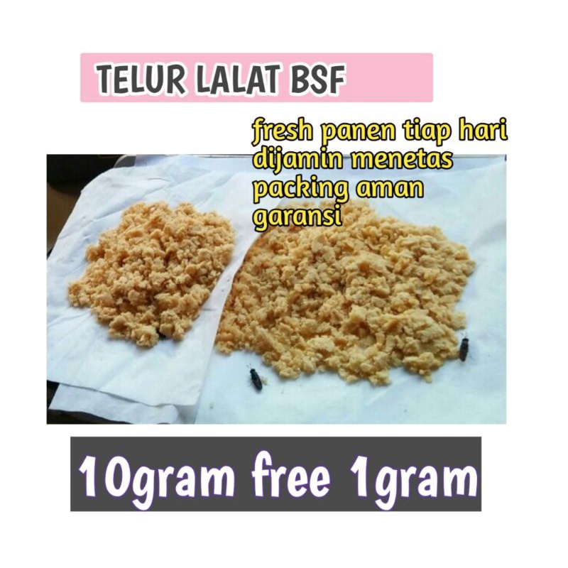 telur bsf promo termurah paket 10gram