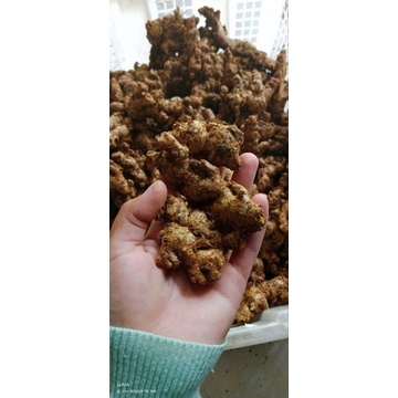 

Jahe emprit 1/2kg
