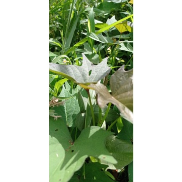 

Daun ketela segar/daun ketela rambat/sayur sayuran/1kat