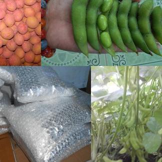 Termurah[KI3]-Benih Edamame. 1Kg