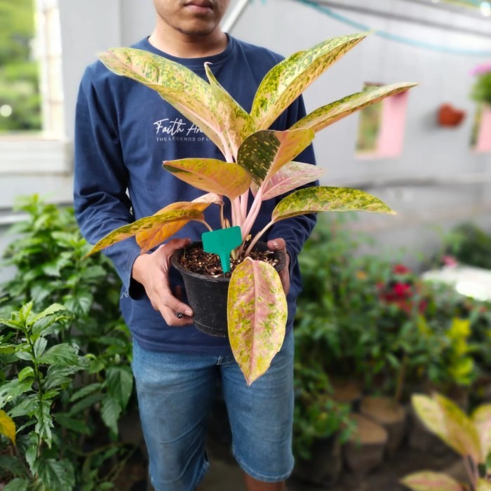 Tanaman hias pohon Aglonema Big roy, Bunga aglonema big roy,foto asli