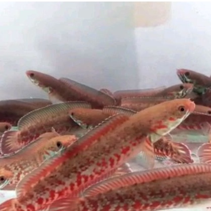 Hiasan Aquarium Chana Andrao Red 8-10 Cm Sortiran Aquavish Dorsal Merah Grade A