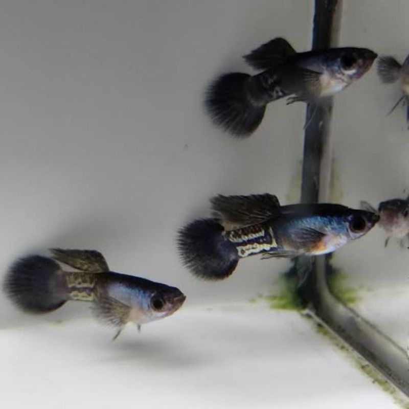 Guppy Snake Skin Mini Panda