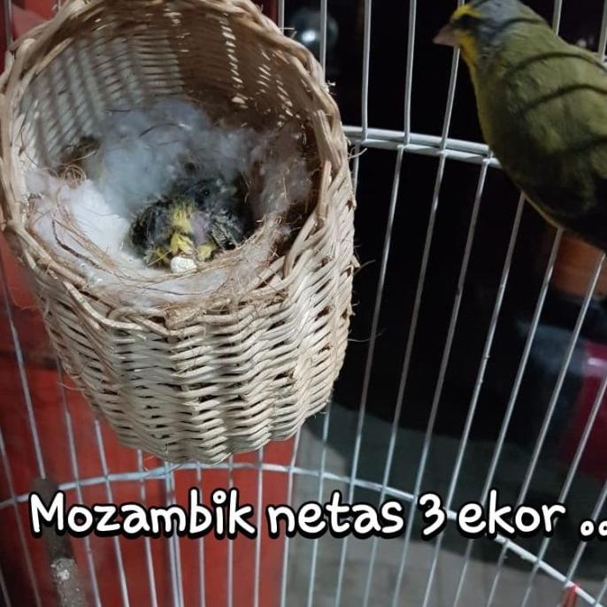 WGO VITAMIN BREEDING LOVEBIRD , KENARI, BLACKTHROAT, MURAI BATU