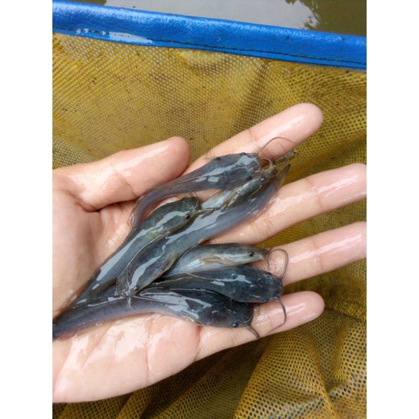 Bibit ikan lele Sangkuriang size 7-8cm paket 100ekor