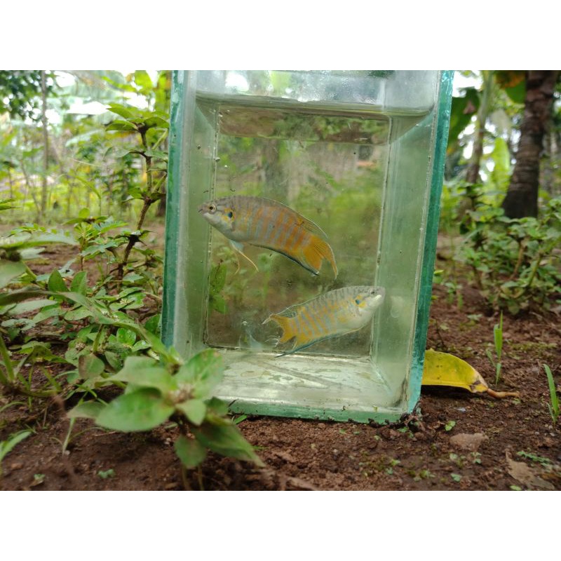 Ikan hias paradise macropodus