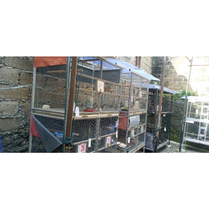 Perkutut Bangkok siap ternak sepasang