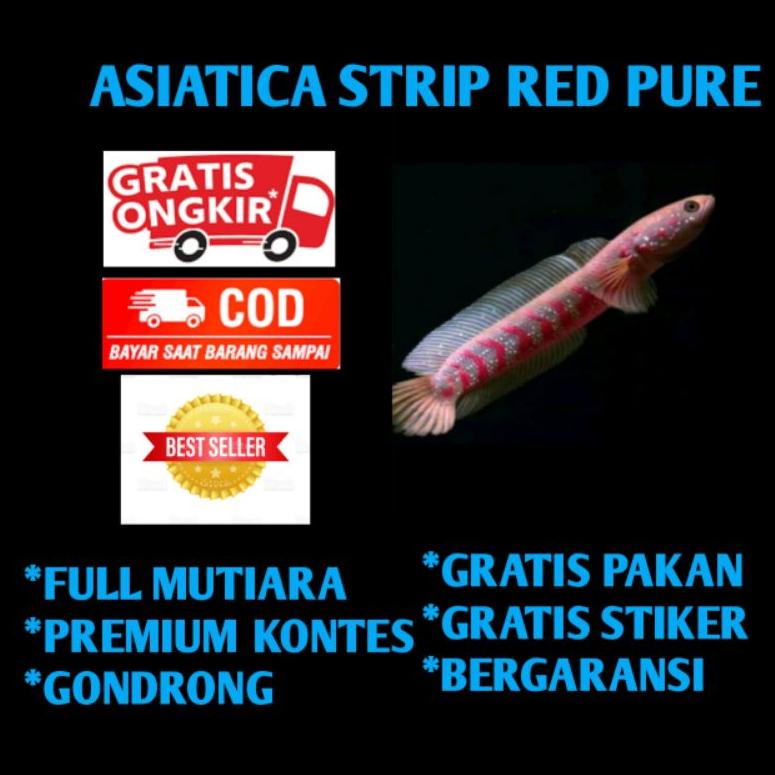 chana asiatica RS pure full strip merah full merah gondrong bahan jos size 6-7 cm 8KLEZ3796