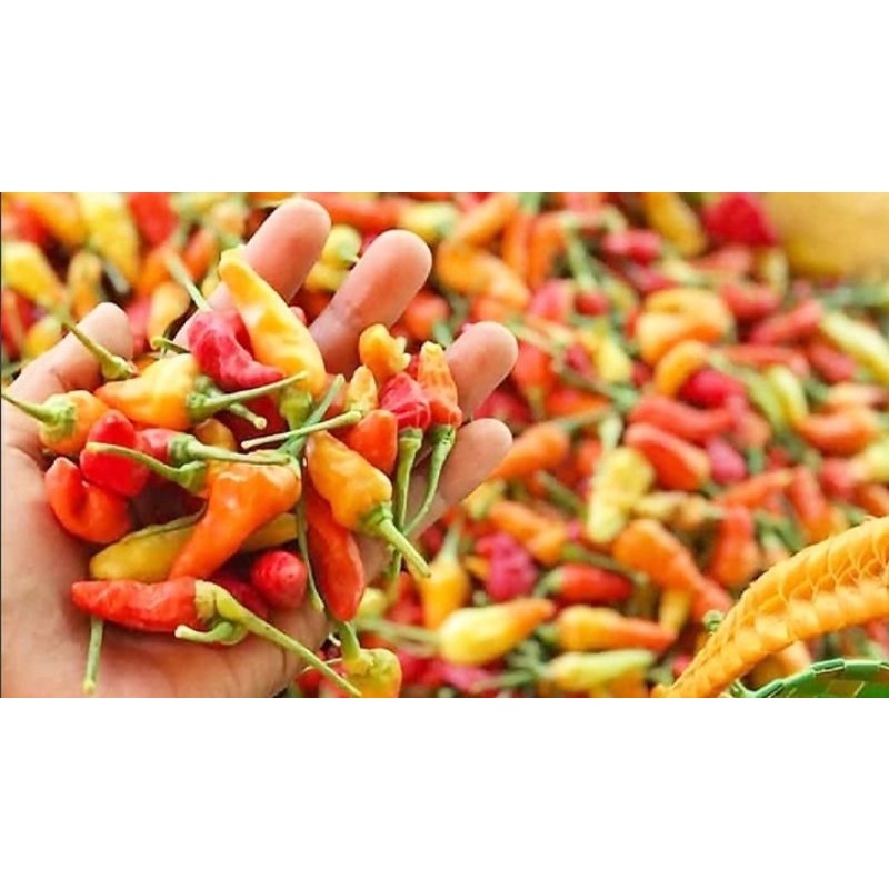 

Cabe Rawit Super 500g