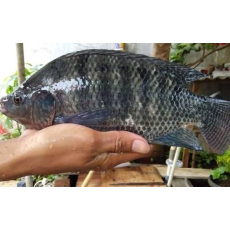 

ikan muzaer 1/2kg