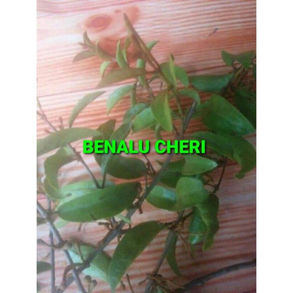 

DAUN BENALU CHERI KERING 1000 GRAM