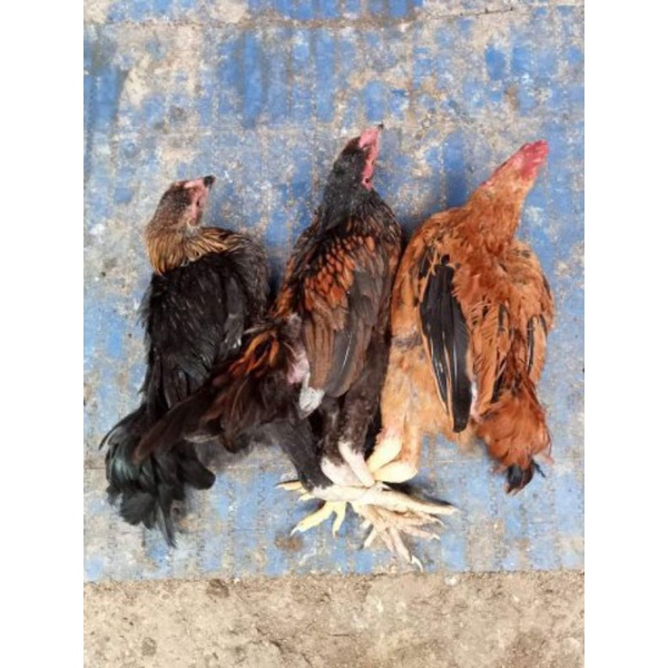

ayam kampung beku bbt 1.0