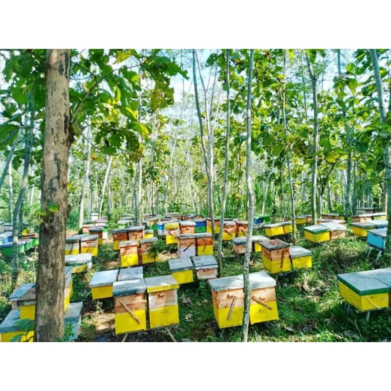 

MADU BERKAH LEBAH