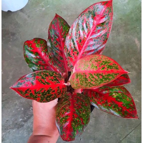 Aglonema Super Red Stardust Remaja Daun 5-6-7-8++