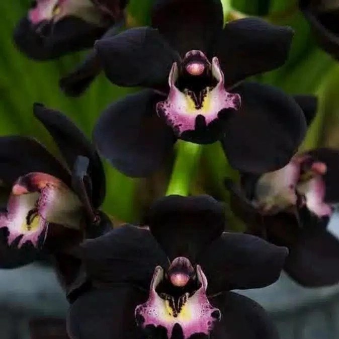 [Bibit] Tanaman Hias Anggrek Dendrobium Black Papua-Anggrek Dendro Siap Bunga