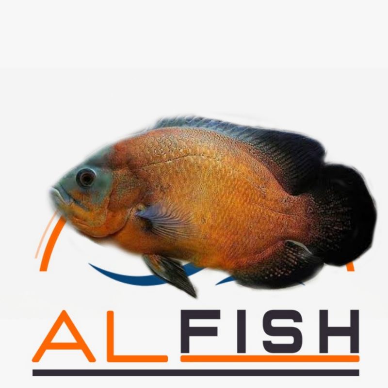 TERMURAH ikan hias oscar tembaga size 4-5 cm