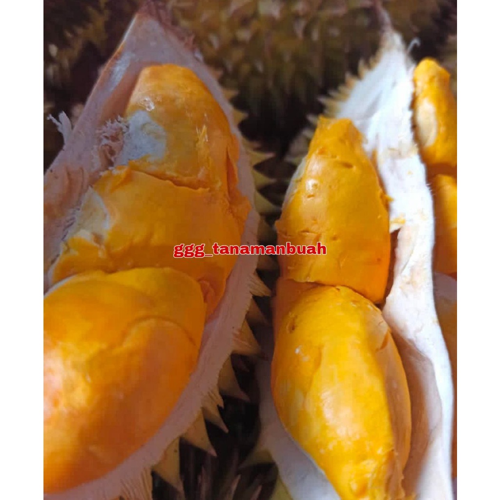 Bibit Durian Mantuala Super