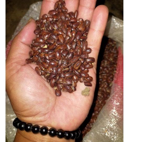 

Discount [KP8] 1kg biji pohon trembesi(keduh murah)