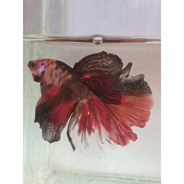 ikan cupang giant hm koi