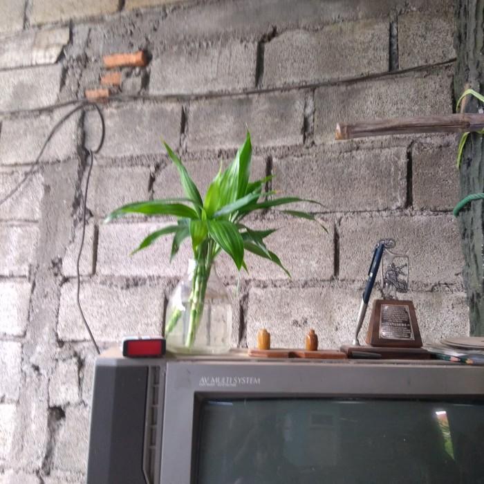 Tanaman Hias indoor - Sri Rejeki Air (Include Pot Air) Best Seller