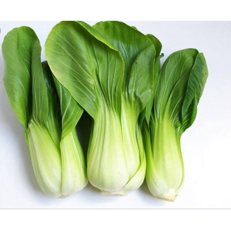 

sayur pakcoy segar kualitas segar chaisim