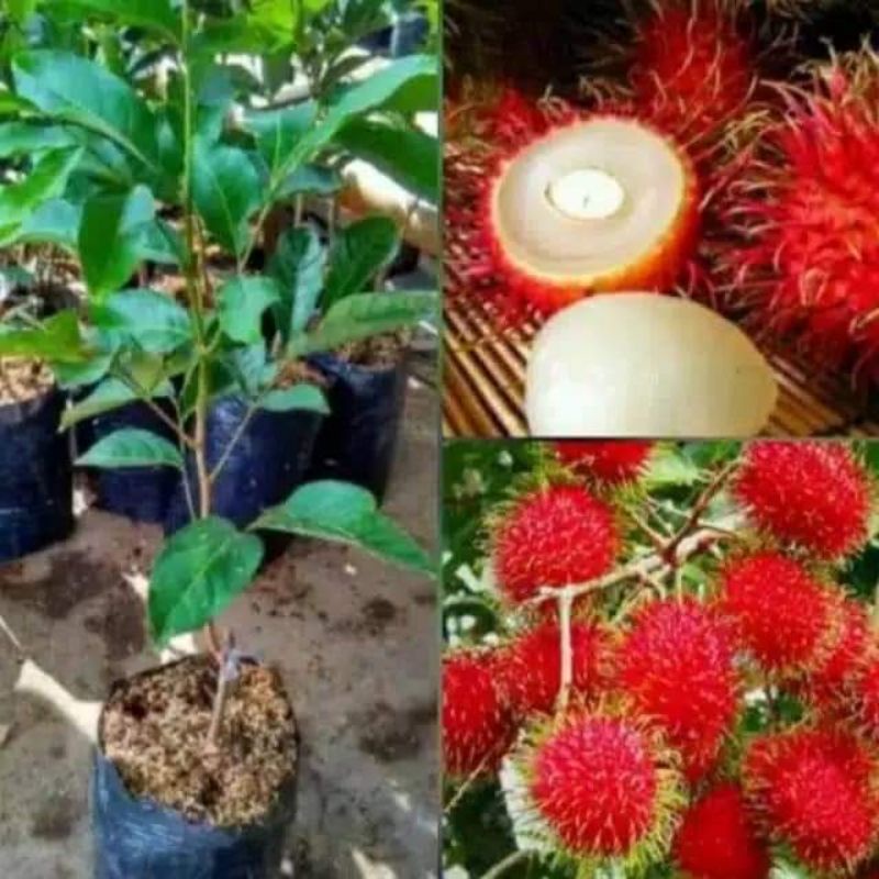 bibit rambutan sudah berbuah/berbunga hasil okulasian