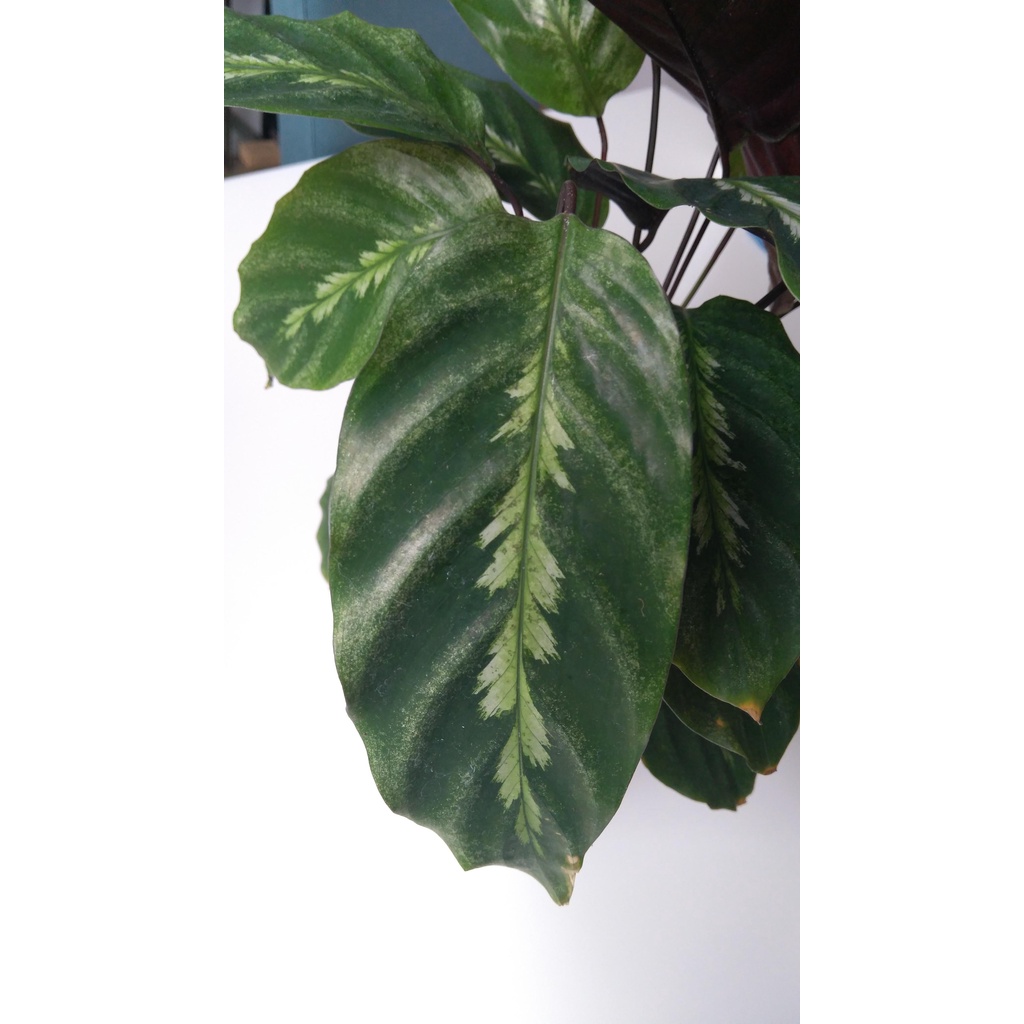 Tanaman Hias Calathea Luisae - Kalatea Luisae - Indoor