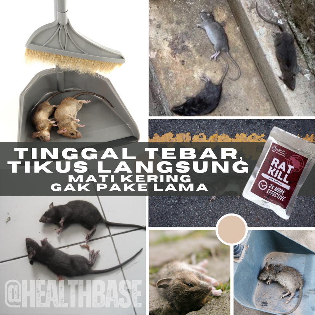 Racun Tikus Mati Kering Ampuh Tidak Meninggalkan Bau Pembasmi Hama Tikus Mati di Tempat Daily Rat Kill