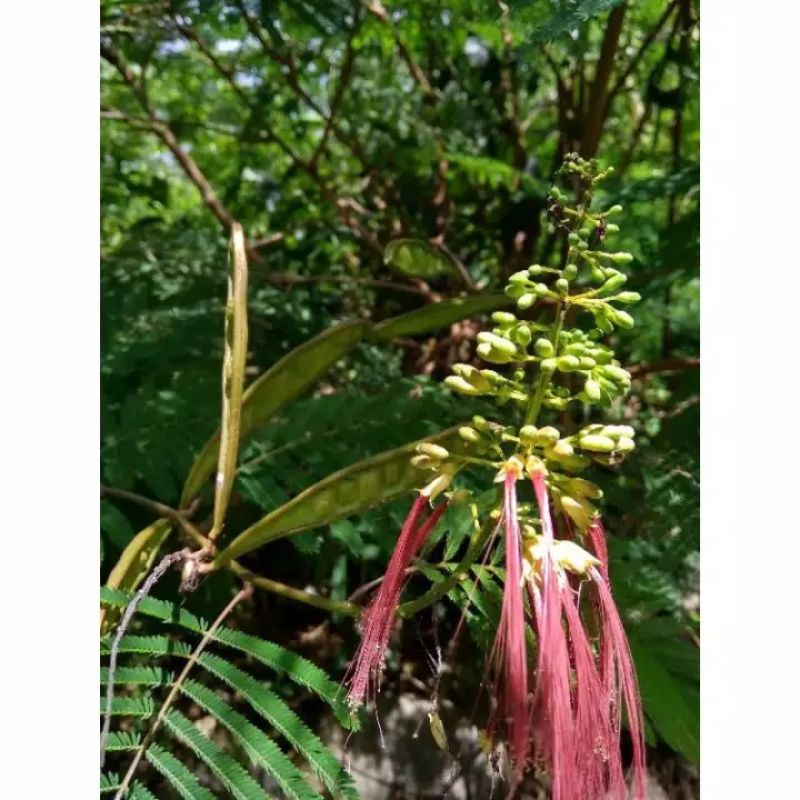 BIJI KALIANDRA PAGODA BUNGA WARNA MERAH ISI 100 BIJI/BIJI KALIANDRA 100BUTIR/BIBIT POHON KALIANDRA