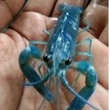 lobster hias air tawar warna biru lobster aquascape
