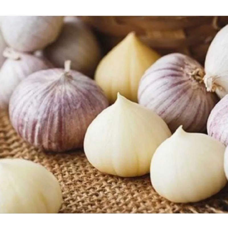 

bawang putih tunggal