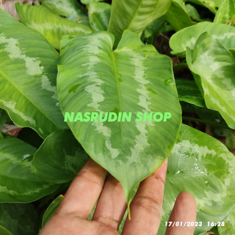 

[Fresh] KELADI HOMALOMENA TANAMAN HIAS / BIBIT SOLEMPAT VARIGATA