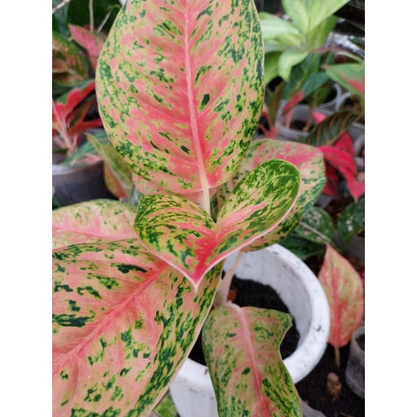 aglonema mahasety tanian lokal