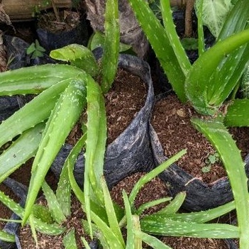 DIARY PETANI - Tanaman Lidah Buaya Aloevera