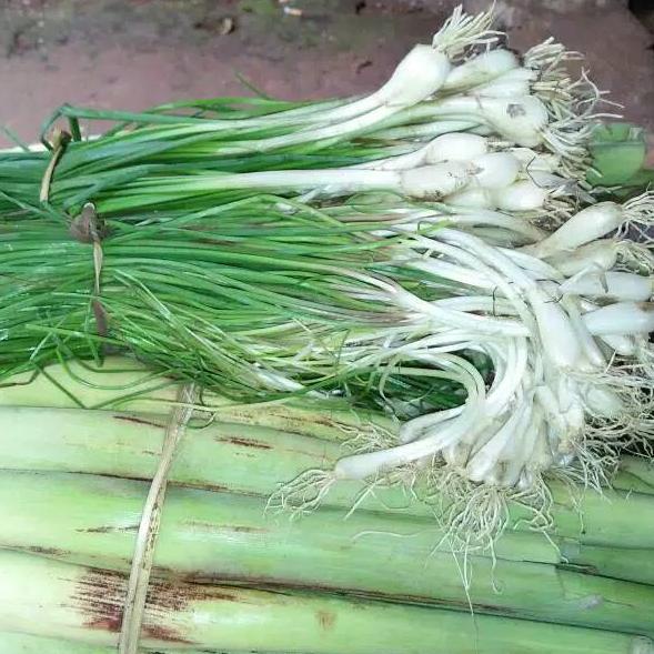 Jual Bawang Rambu Bawang Batak Medan Berat Gram Shopee Indonesia