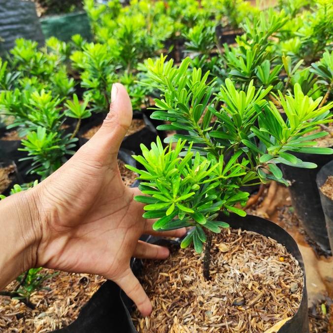 tanaman hias lohansung cincuan ori