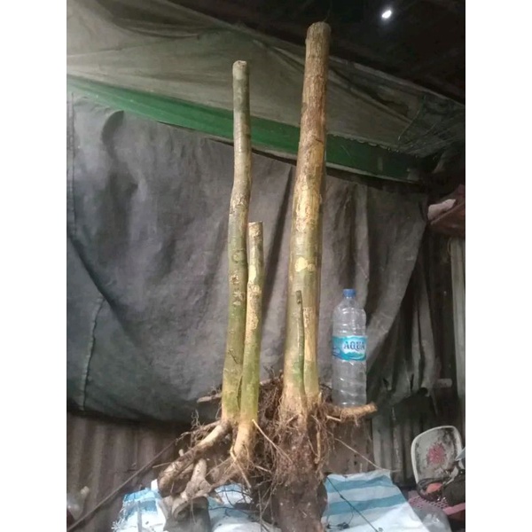 dongkelan Bonsai serut gruping lurus 30k