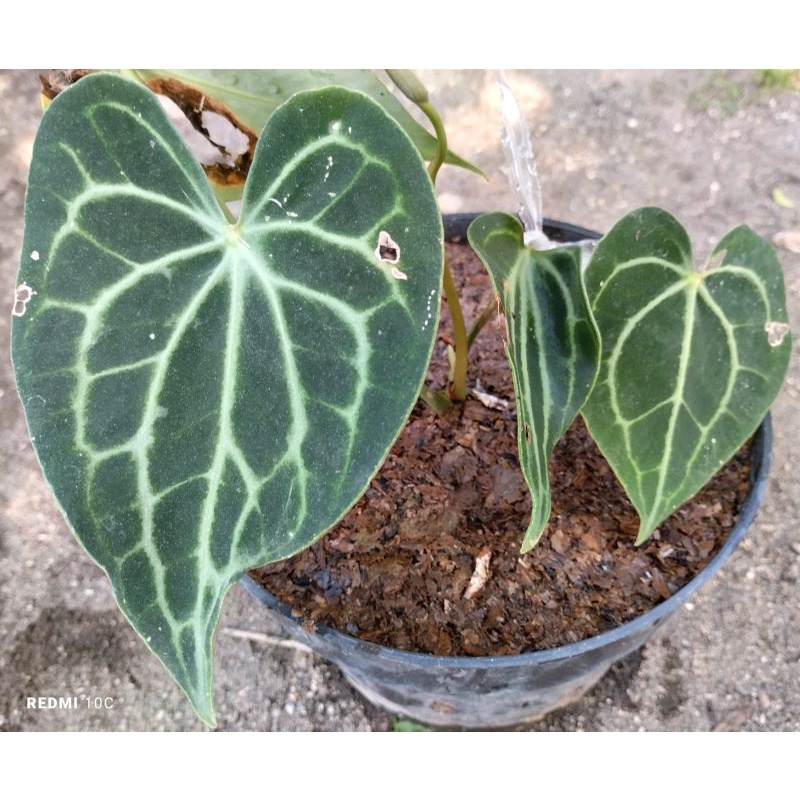 ANTHURIUM KING CLARINERVIUM KUPING GAJAH TARANTULA PURING BUSARIN