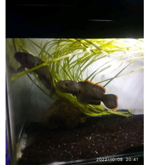 TNS950 Chana Limbata PAIR PROVEN alam Bunting Bawa Telur|Bahan Display Akuarium ++