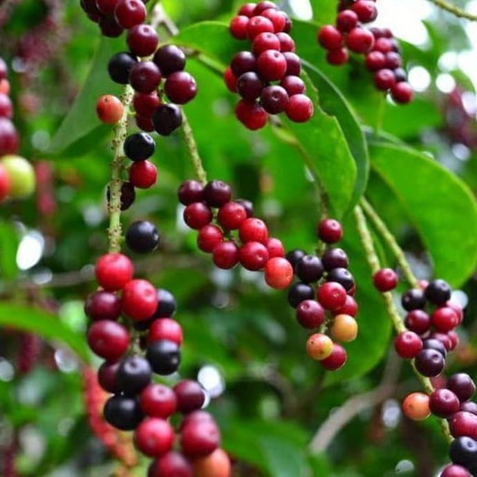 Bibit Buni Buah Huni Langka Unik Untuk Bahan Rujak Bibit tanaman