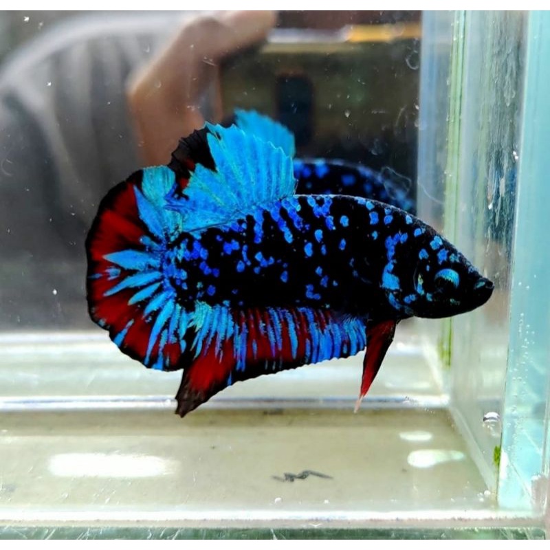 Avatar Gordon,anti Besgel real original