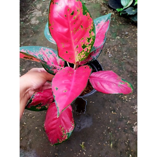 aglonema suksom batik