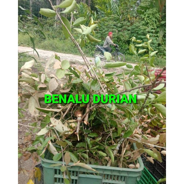 

DAUN BENALU DURIAN KERING 1000 GRAM